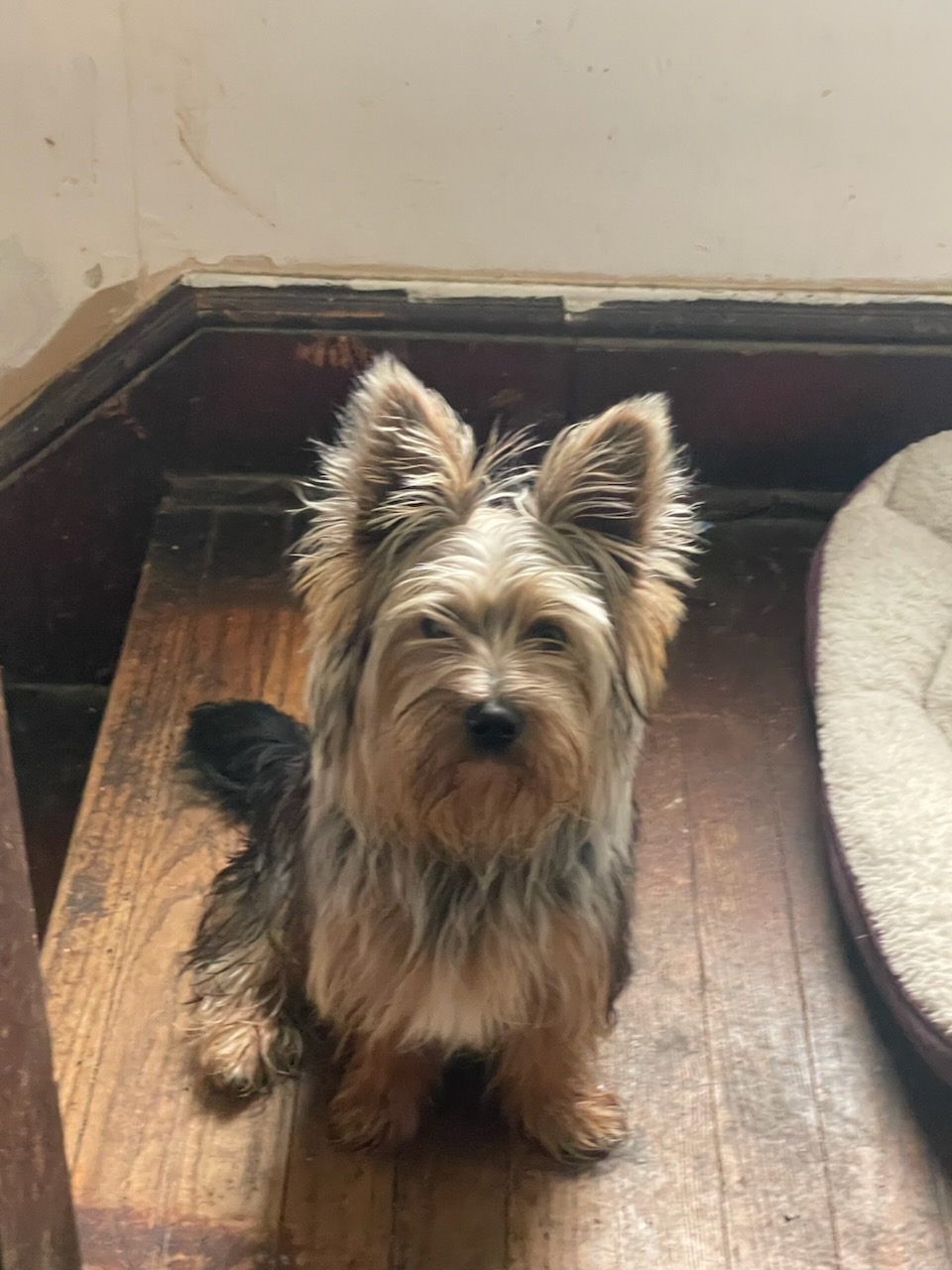 Webster, our male Yorkshire Terrier, standing on a wood floor