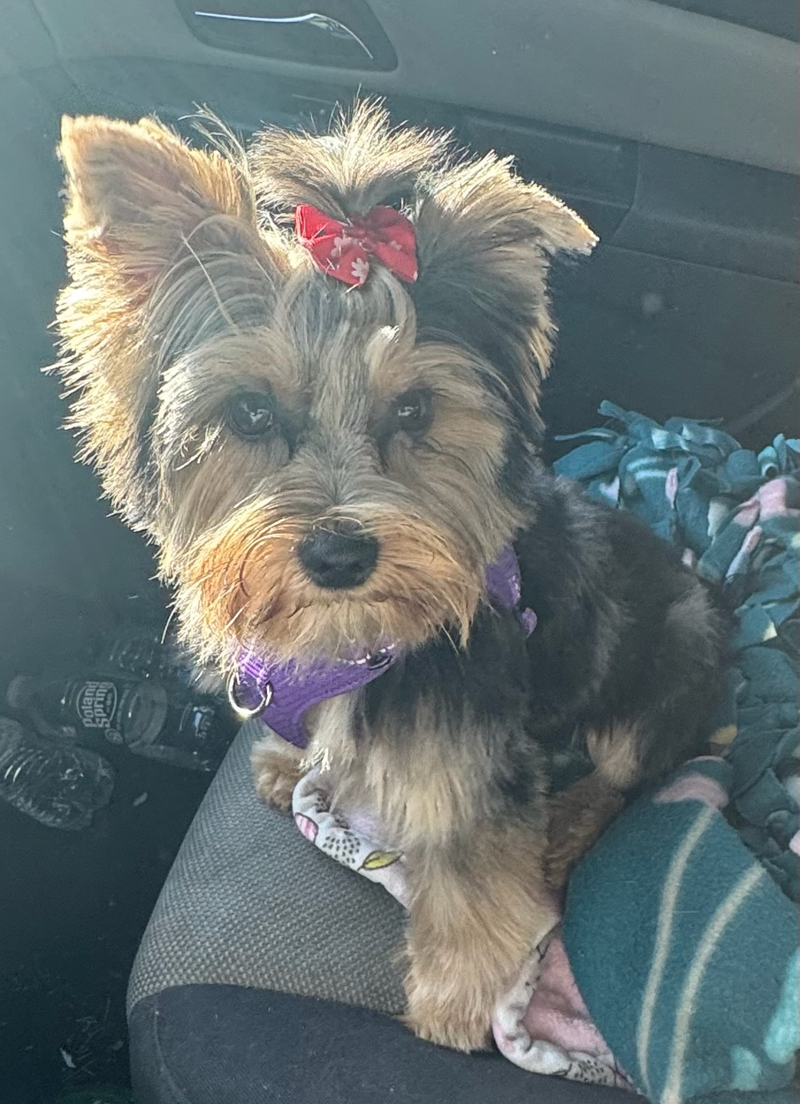 Zayda, our female Yorkshire Terrier, photo 2