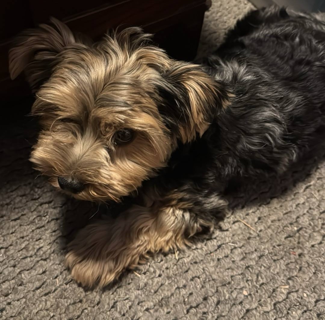 Zayda, one of our Yorkshire Terriers, lying on a carpet