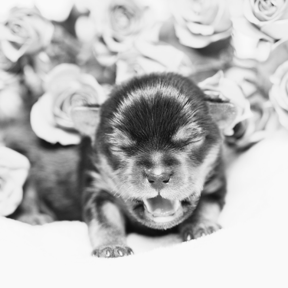 A black-and-white photo of a newborn Yorkshire Terrier puppy yawning among roses