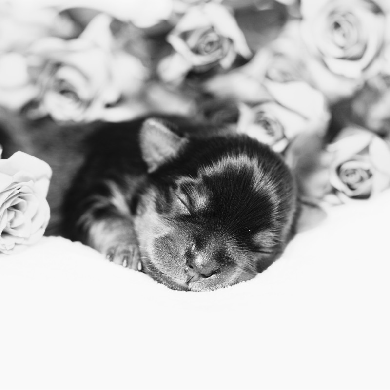 A black-and-white photo of a sleeping newborn Yorkshire Terrier puppy among roses