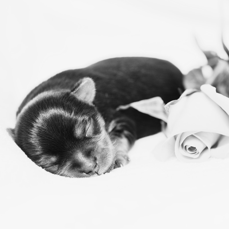 A black-and-white photo of a newborn Yorkshire Terrier puppy sleeping beside a rose