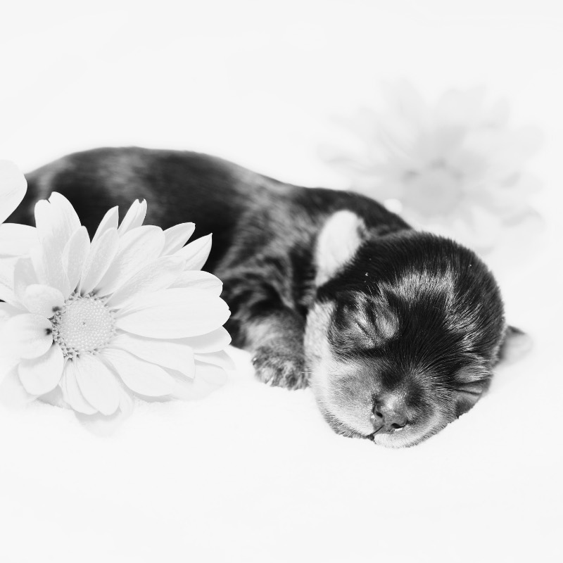 A black-and-white photo of a newborn Yorkshire Terrier puppy sleeping beside a daisy