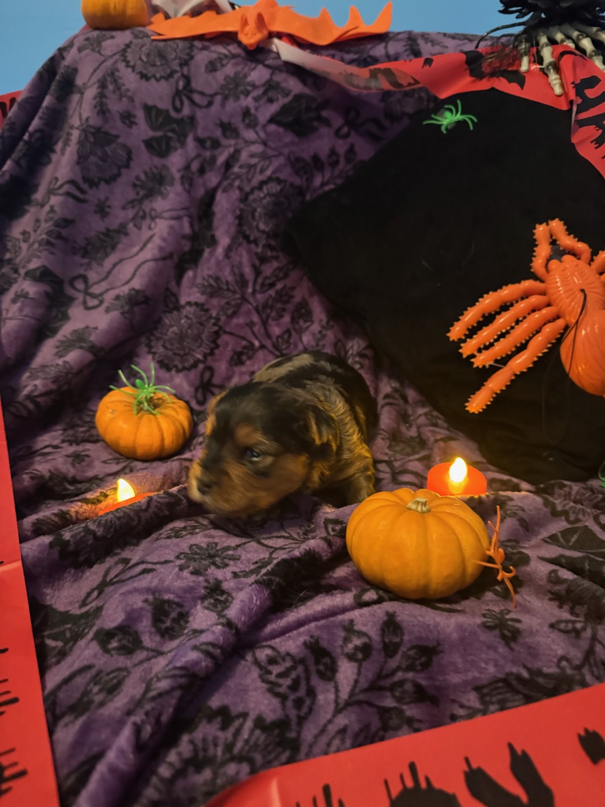 Merle Boy B, a Merle Yorkshire Terrier puppy