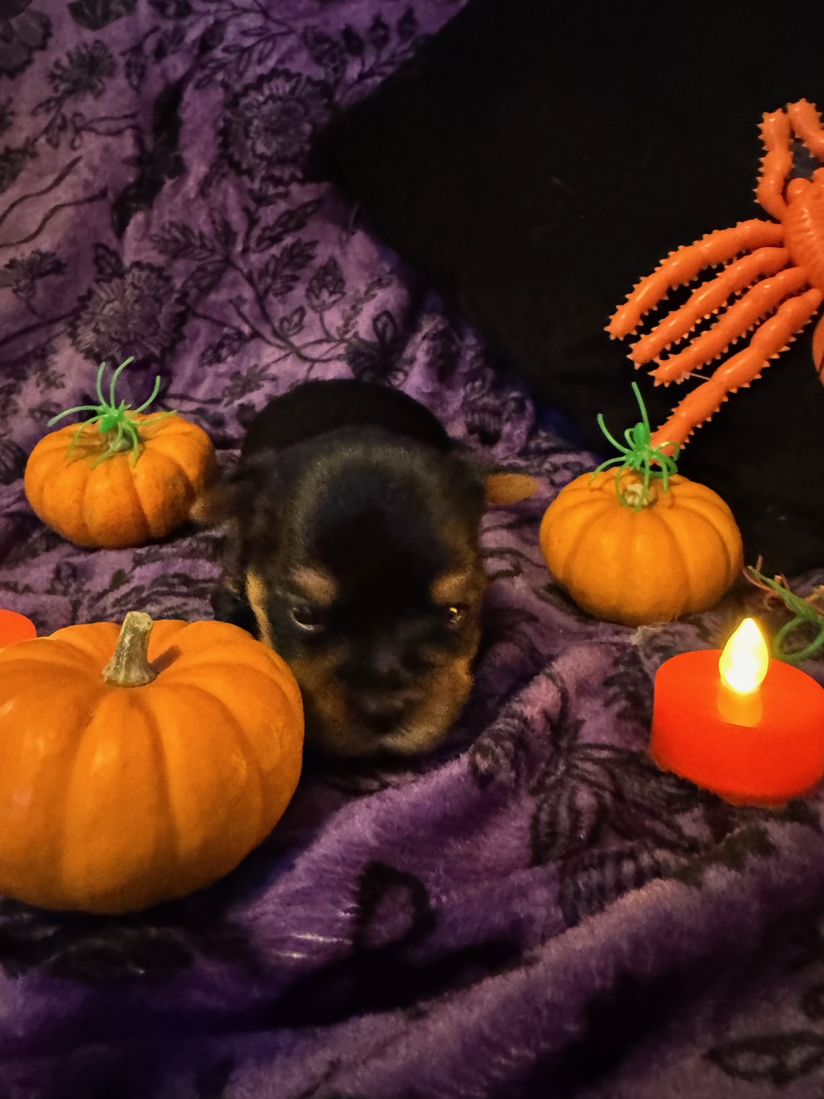 Standard Boy, a Standard Yorkshire Terrier puppy