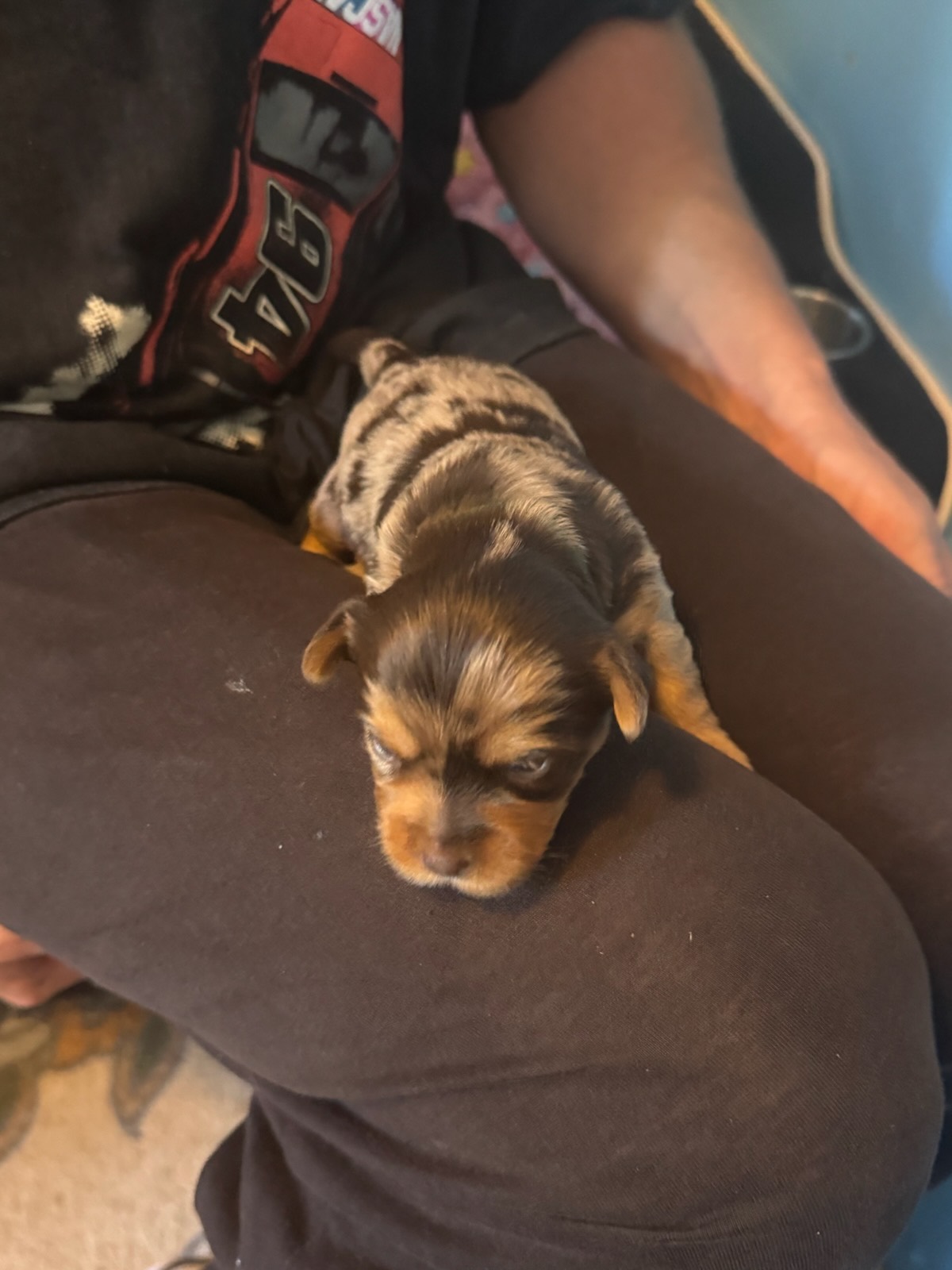 A newborn merle Yorkshire Terrier puppy resting on a lap