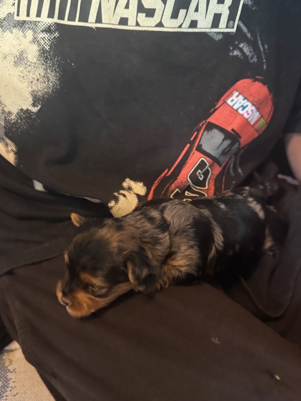 A tiny black and tan Yorkshire Terrier puppy lying on a dark shirt