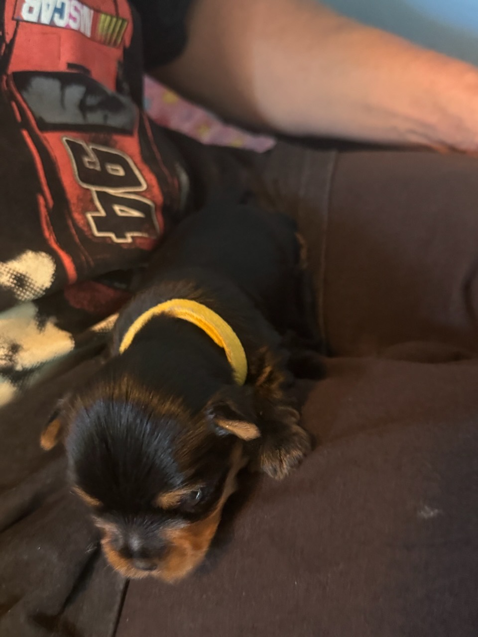 A newborn Yorkshire Terrier puppy wearing a yellow collar