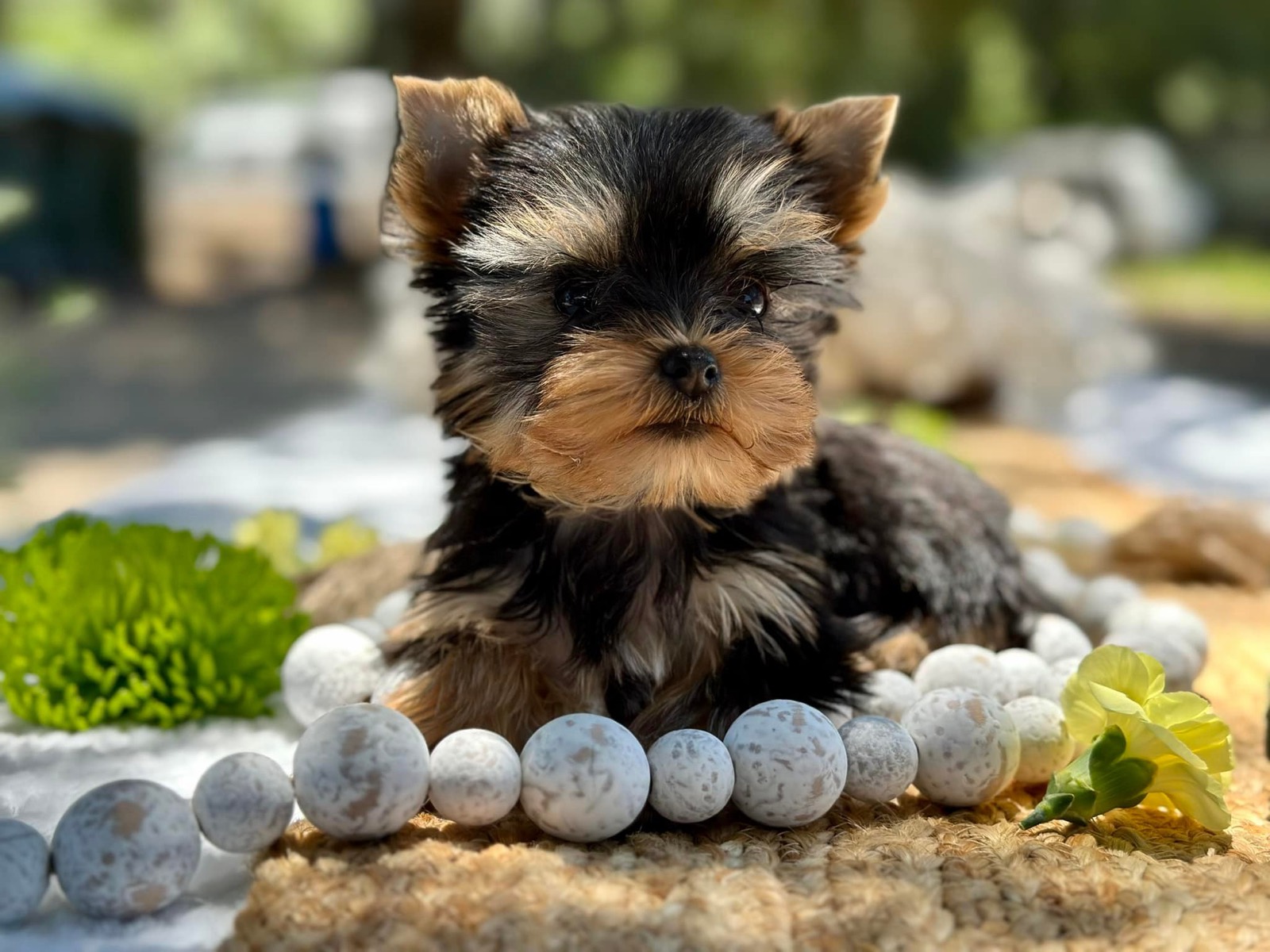 A Yorkshire Terrier puppy lying on a woven mat beside a string of stone beads